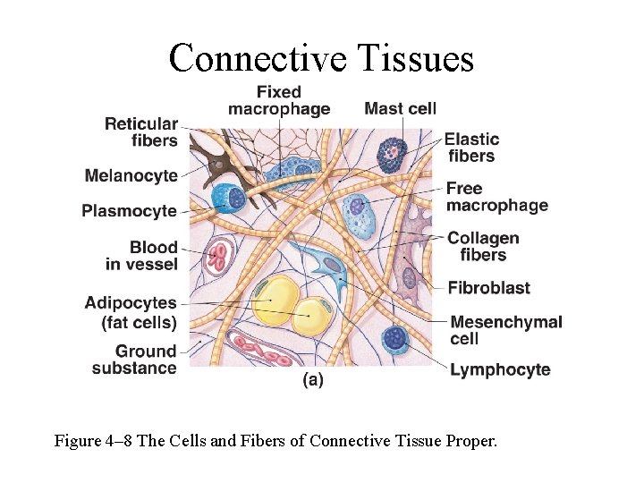 Connective Tissues Figure 4– 8 The Cells and Fibers of Connective Tissue Proper. 