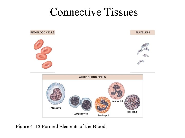 Connective Tissues Figure 4– 12 Formed Elements of the Blood. 