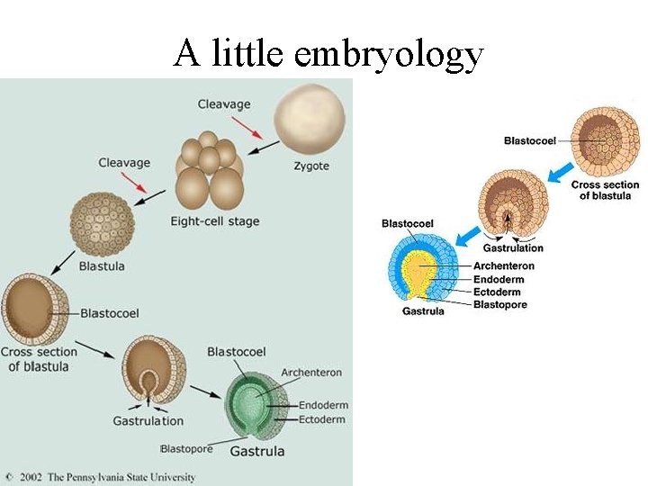 A little embryology 