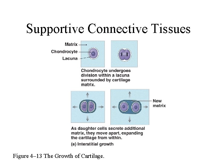 Supportive Connective Tissues Figure 4– 13 The Growth of Cartilage. 
