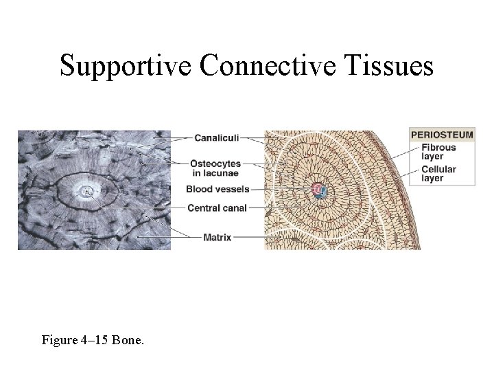 Supportive Connective Tissues Figure 4– 15 Bone. 