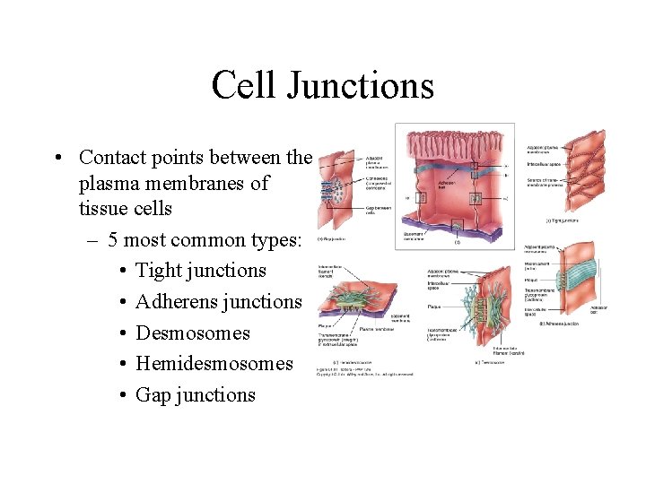Cell Junctions • Contact points between the plasma membranes of tissue cells – 5