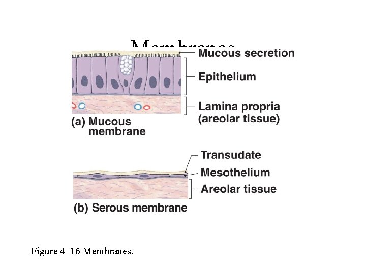 Membranes Figure 4– 16 Membranes. 