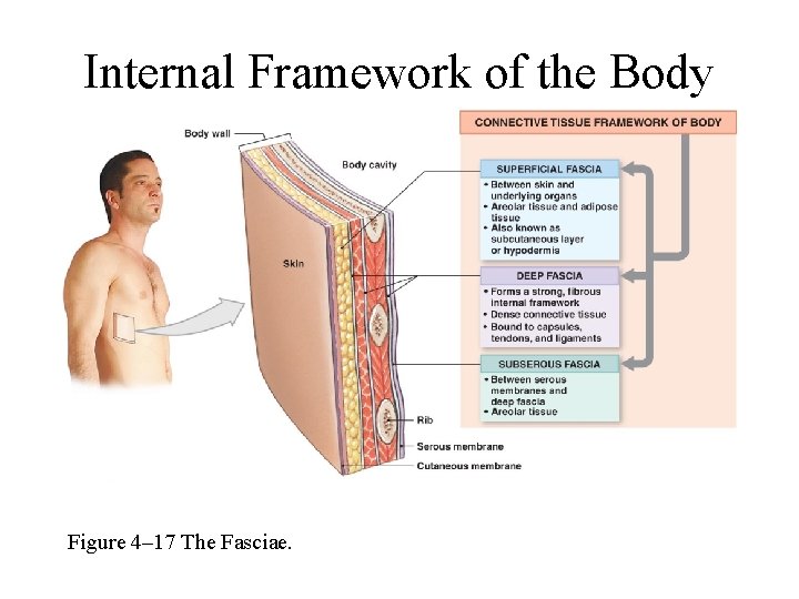 Internal Framework of the Body Figure 4– 17 The Fasciae. 