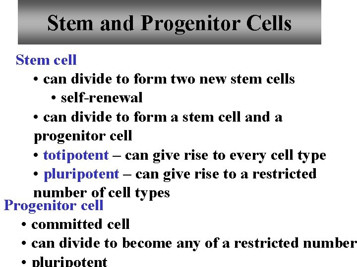 Stem and Progenitor Cells Stem cell • can divide to form two new stem