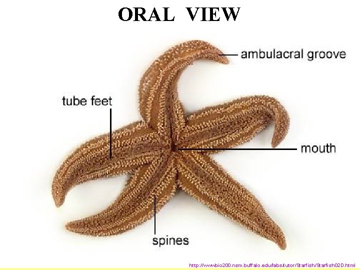 ORAL VIEW http: //wwwbio 200. nsm. buffalo. edu/labs/tutor/Starfish 02 D. html 