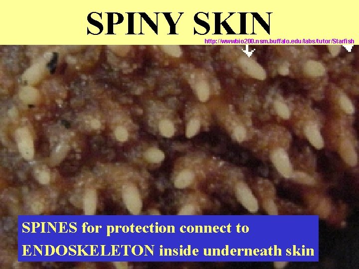 SPINY SKIN http: //wwwbio 200. nsm. buffalo. edu/labs/tutor/Starfish SPINES for protection connect to ENDOSKELETON