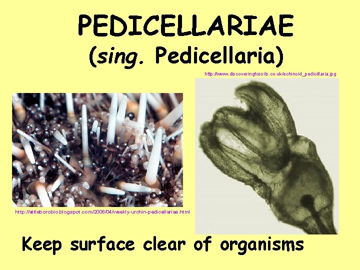 PEDICELLARIAE (sing. Pedicellaria) http: //www. discoveringfossils. co. uk/echinoid_pedicillaria. jpg http: //attleborobio. blogspot. com/2008/04/weekly-urchin-pedicellariae. html
