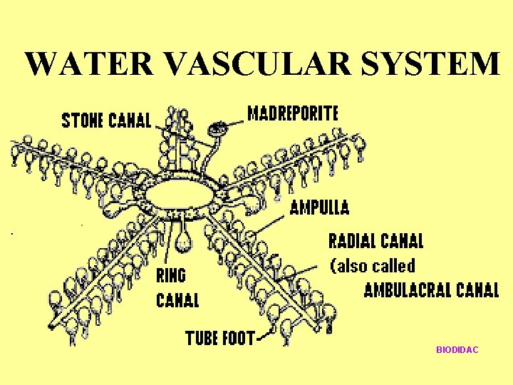 WATER VASCULAR SYSTEM BIODIDAC 