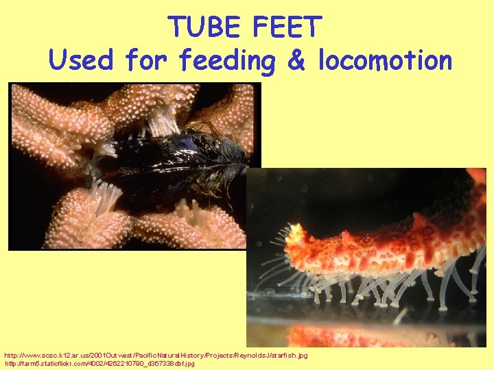 TUBE FEET Used for feeding & locomotion http: //www. scsc. k 12. ar. us/2001