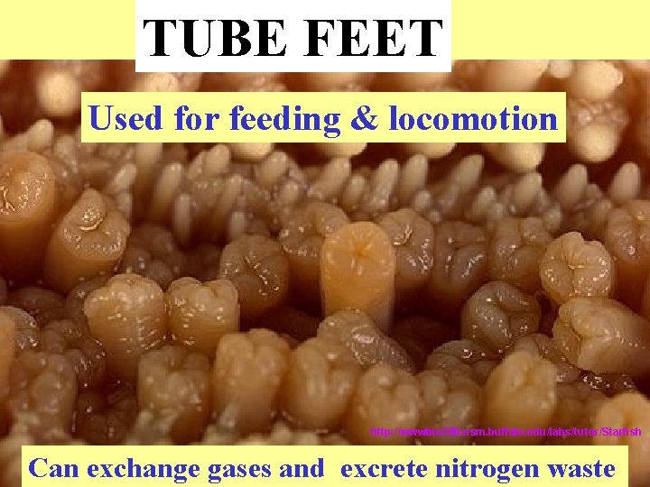 TUBE FEET Used for feeding & locomotion http: //wwwbio 200. nsm. buffalo. edu/labs/tutor/Starfish Can