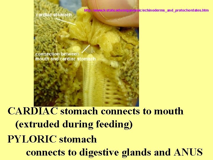 http: //www. k-state. edu/organismic/echinoderms_and_protochordates. htm CARDIAC stomach connects to mouth (extruded during feeding) PYLORIC