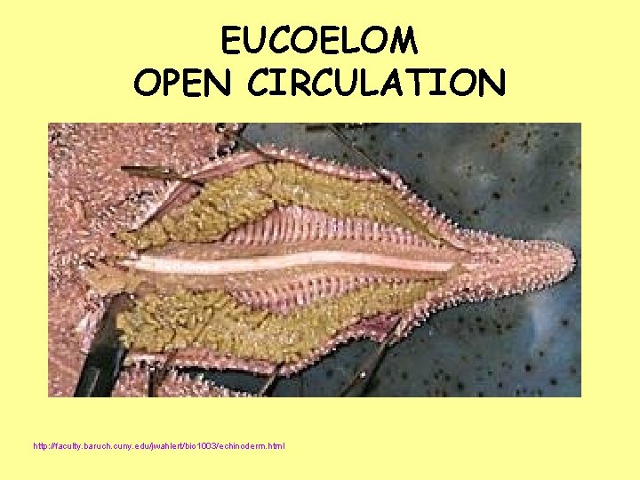 EUCOELOM OPEN CIRCULATION http: //faculty. baruch. cuny. edu/jwahlert/bio 1003/echinoderm. html 