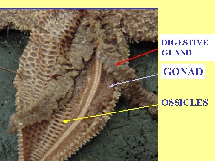 DIGESTIVE GLAND GONAD OSSICLES 