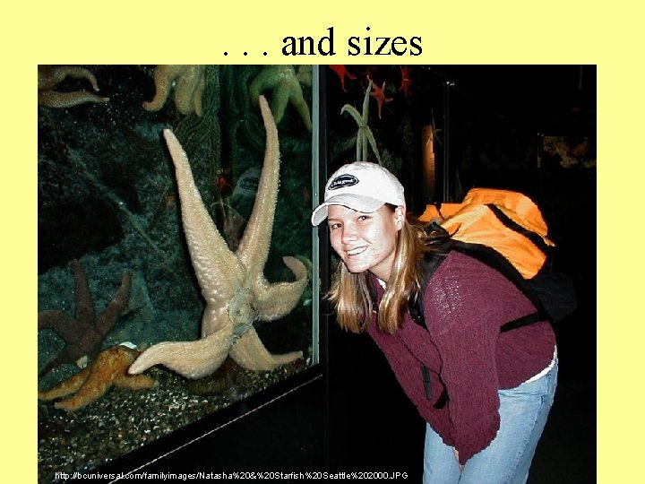 . . . and sizes http: //bcuniversal. com/familyimages/Natasha%20&%20 Starfish%20 Seattle%202000. JPG 