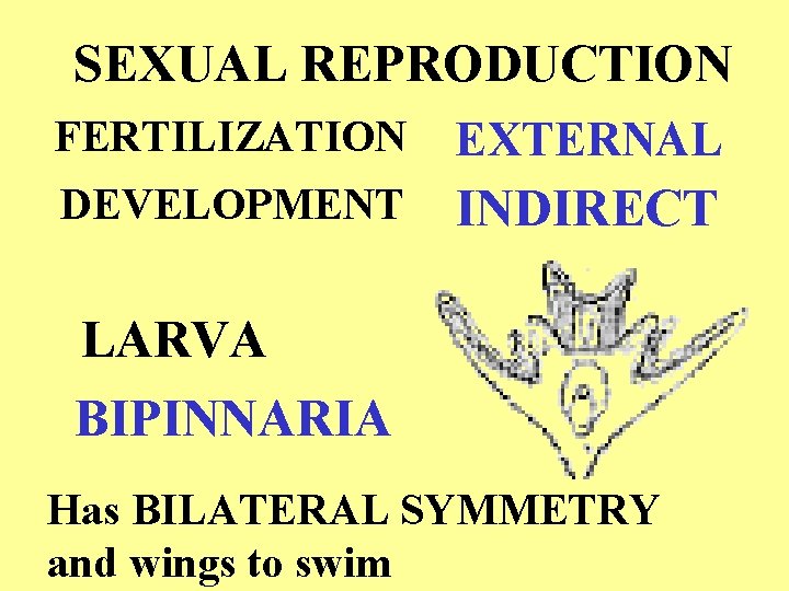 SEXUAL REPRODUCTION FERTILIZATION EXTERNAL DEVELOPMENT INDIRECT LARVA BIPINNARIA Has BILATERAL SYMMETRY and wings to