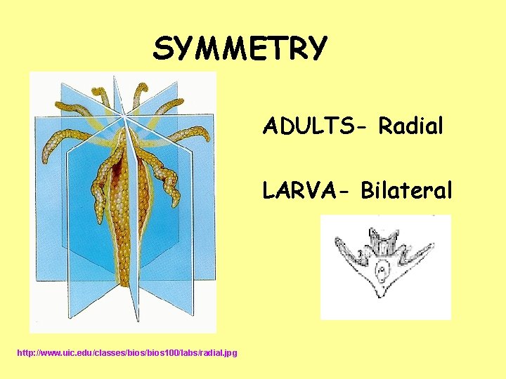 SYMMETRY ADULTS- Radial LARVA- Bilateral http: //www. uic. edu/classes/bios 100/labs/radial. jpg 