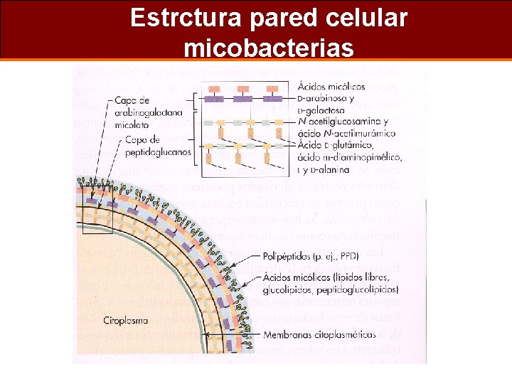 Estrctura pared celular micobacterias 