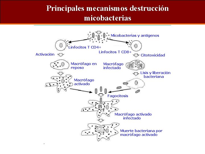 Principales mecanismos destrucción micobacterias 