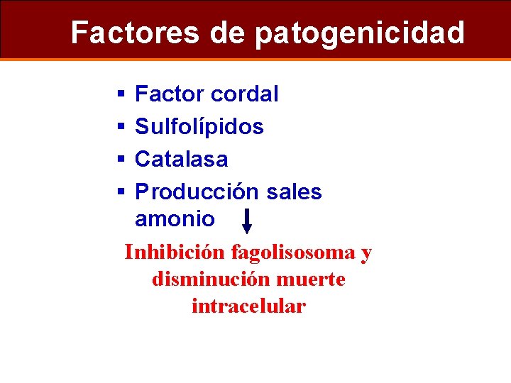 Factores de patogenicidad § § Factor cordal Sulfolípidos Catalasa Producción sales amonio Inhibición fagolisosoma