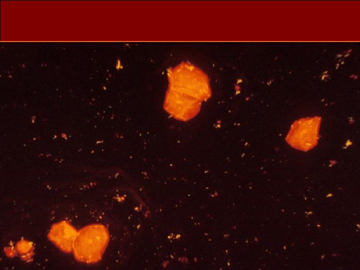 . Departamento de Microbiología 