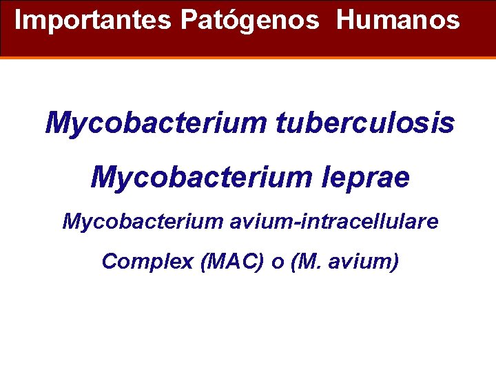 Importantes Patógenos Humanos Mycobacterium tuberculosis Mycobacterium leprae Mycobacterium avium-intracellulare Complex (MAC) o (M. avium)
