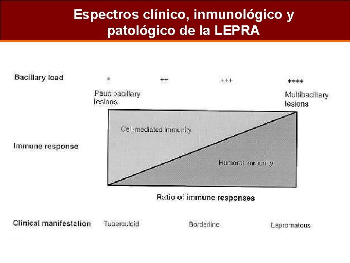 Espectros clínico, inmunológico y patológico de la LEPRA 