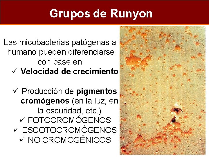 Grupos de Runyon Las micobacterias patógenas al humano pueden diferenciarse con base en: ü
