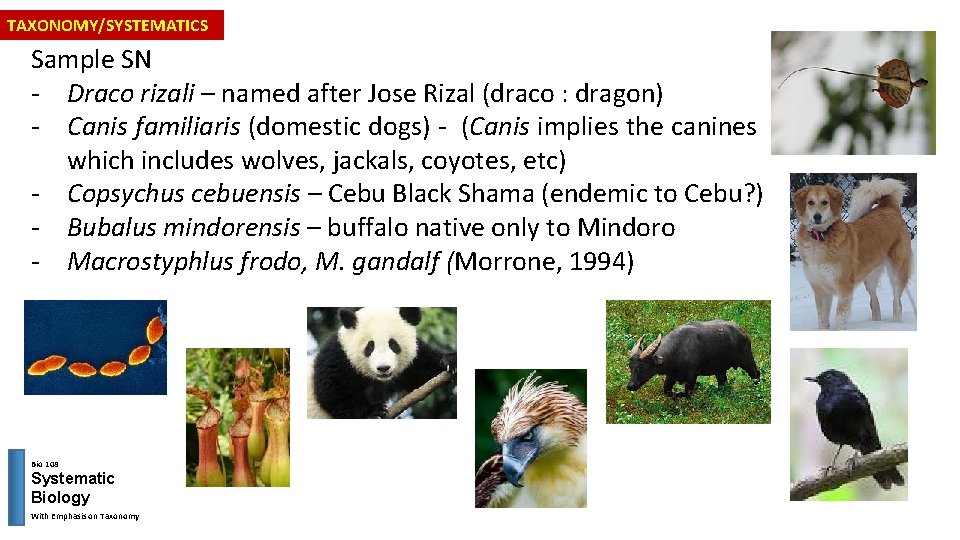 TAXONOMY/SYSTEMATICS Sample SN - Draco rizali – named after Jose Rizal (draco : dragon)