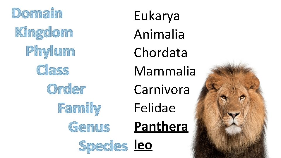 Domain Kingdom Phylum Class Order Family Genus Species Eukarya Animalia Chordata Mammalia Carnivora Felidae