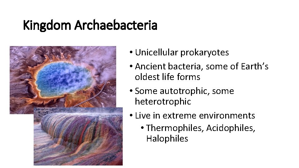 Kingdom Archaebacteria • Unicellular prokaryotes • Ancient bacteria, some of Earth’s oldest life forms