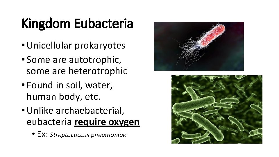 Kingdom Eubacteria • Unicellular prokaryotes • Some are autotrophic, some are heterotrophic • Found