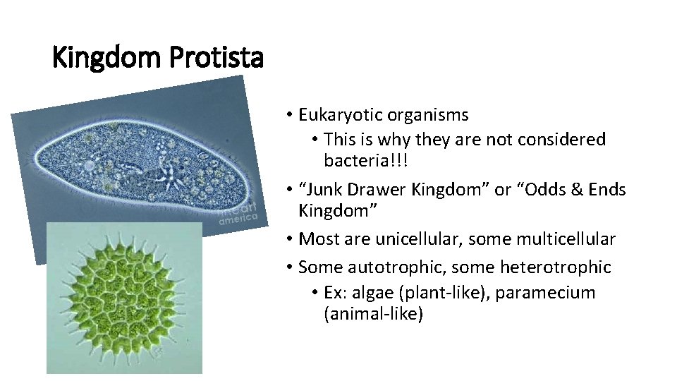 Kingdom Protista • Eukaryotic organisms • This is why they are not considered bacteria!!!