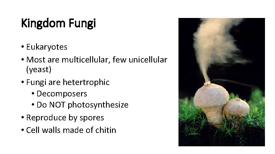 Kingdom Fungi • Eukaryotes • Most are multicellular, few unicellular (yeast) • Fungi are