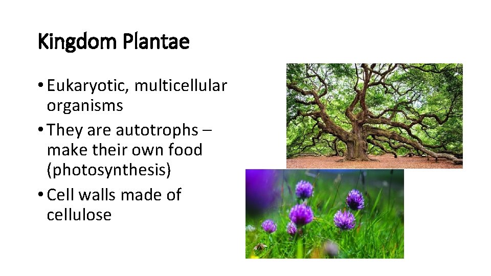 Kingdom Plantae • Eukaryotic, multicellular organisms • They are autotrophs – make their own