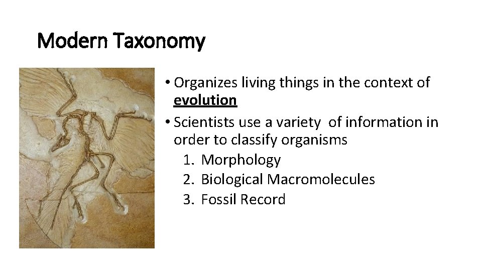 Modern Taxonomy • Organizes living things in the context of evolution • Scientists use