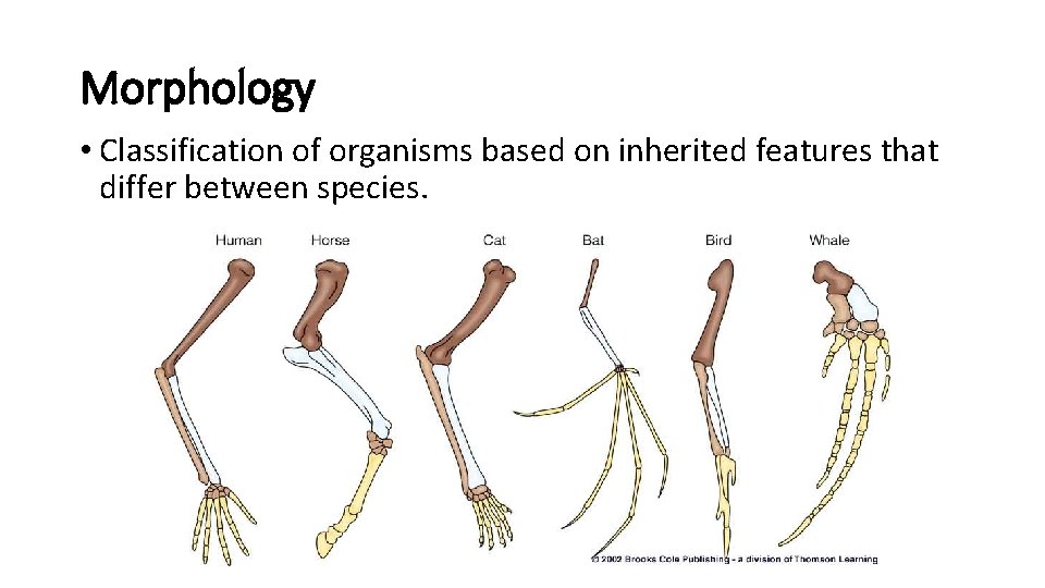 Morphology • Classification of organisms based on inherited features that differ between species. 