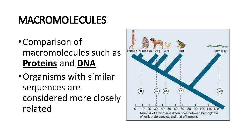 MACROMOLECULES • Comparison of macromolecules such as Proteins and DNA • Organisms with similar