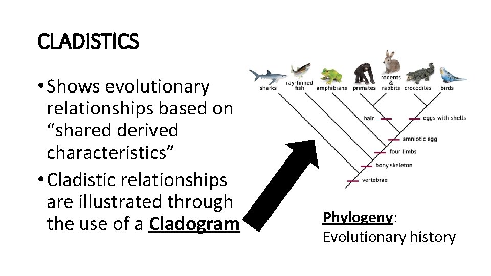 CLADISTICS • Shows evolutionary relationships based on “shared derived characteristics” • Cladistic relationships are