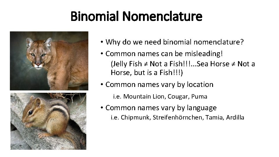 Binomial Nomenclature • Why do we need binomial nomenclature? • Common names can be