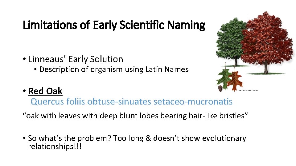 Limitations of Early Scientific Naming • Linneaus’ Early Solution • Description of organism using