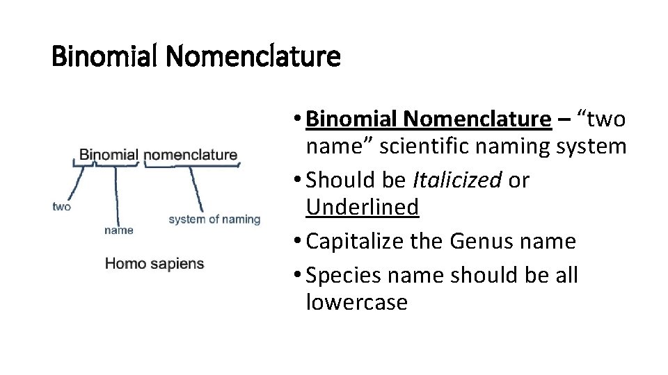 Binomial Nomenclature • Binomial Nomenclature – “two name” scientific naming system • Should be