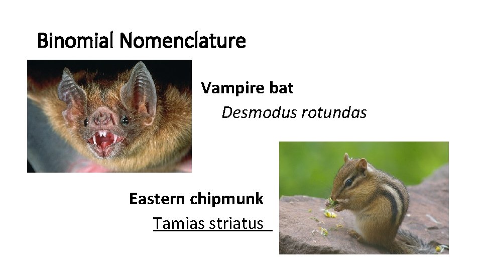 Binomial Nomenclature Vampire bat Desmodus rotundas Eastern chipmunk Tamias striatus 