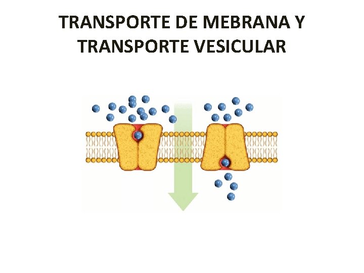 TRANSPORTE DE MEBRANA Y TRANSPORTE VESICULAR 