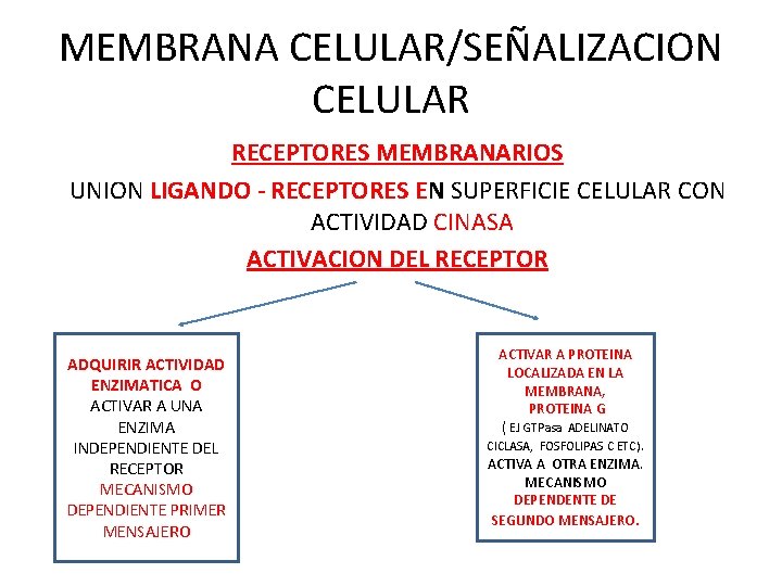 MEMBRANA CELULAR/SEÑALIZACION CELULAR RECEPTORES MEMBRANARIOS UNION LIGANDO - RECEPTORES EN SUPERFICIE CELULAR CON ACTIVIDAD