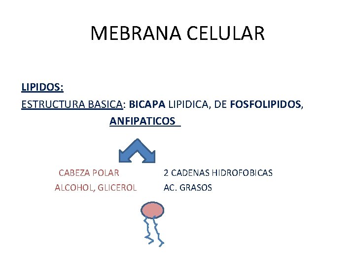 MEBRANA CELULAR LIPIDOS: ESTRUCTURA BASICA: BICAPA LIPIDICA, DE FOSFOLIPIDOS, ANFIPATICOS CABEZA POLAR ALCOHOL, GLICEROL