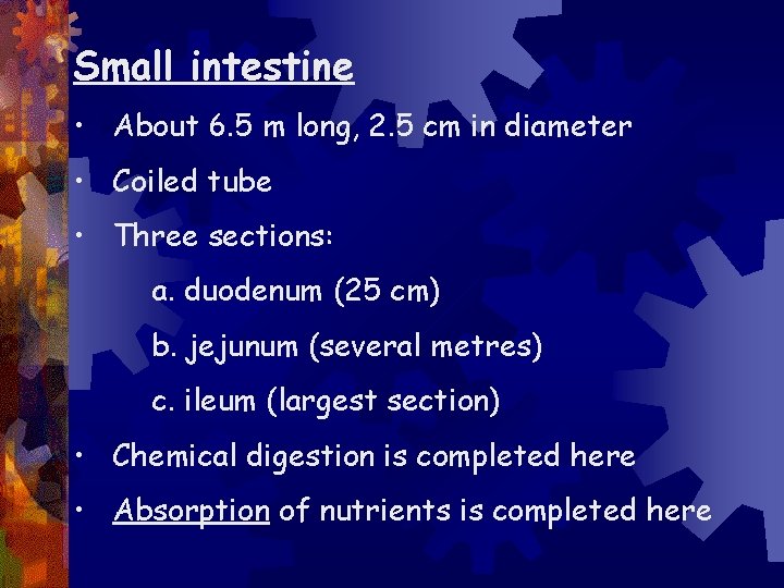 Small intestine • About 6. 5 m long, 2. 5 cm in diameter •