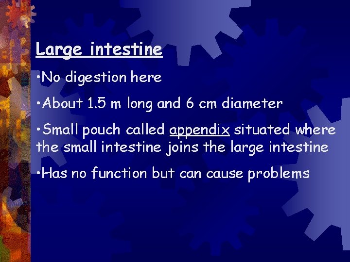 Large intestine • No digestion here • About 1. 5 m long and 6