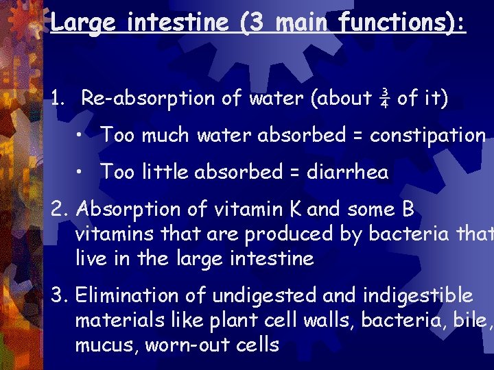 Large intestine (3 main functions): 1. Re-absorption of water (about ¾ of it) •