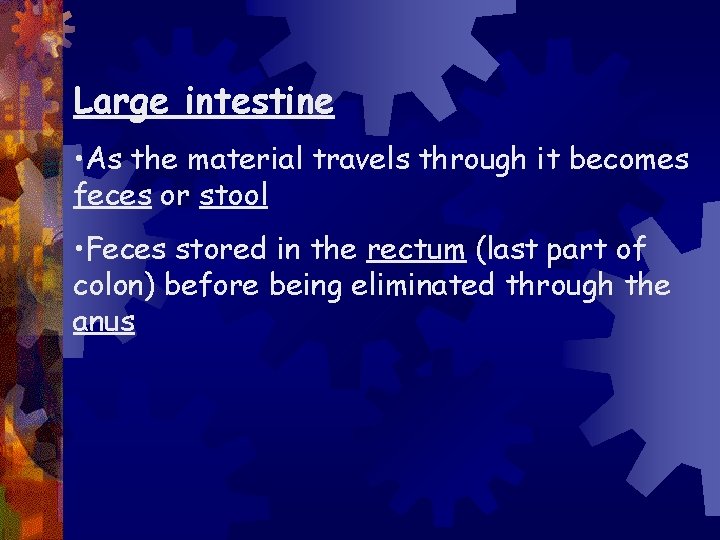 Large intestine • As the material travels through it becomes feces or stool •